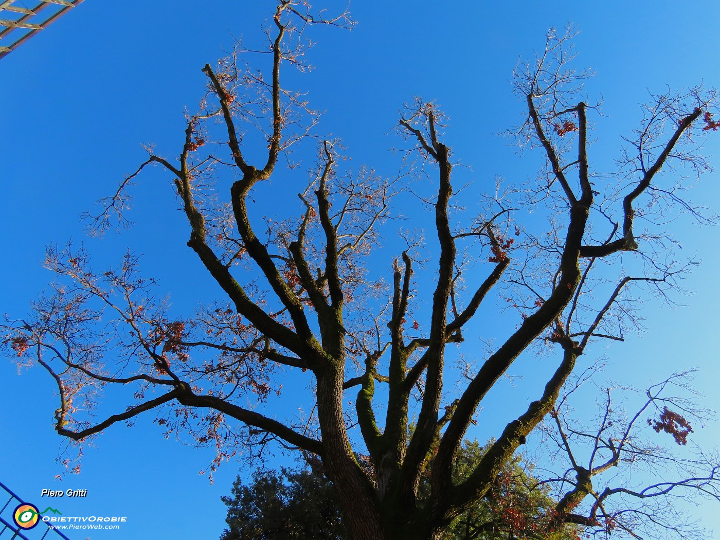 31 Quercia secolare .JPG